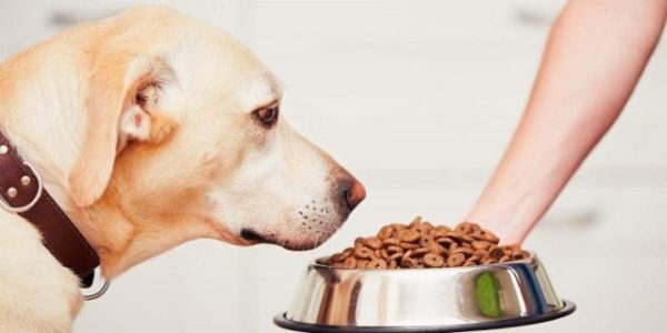 Гипоаллергенные корма для собак: обзор лучших кормов и их производителей