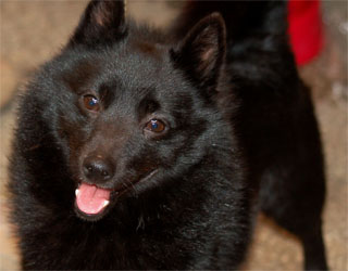 Шипперке (схипперке): фото собаки, описание породы