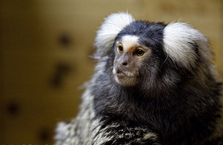 Расследование би-би-си: как торгуют детенышами шимпанзе