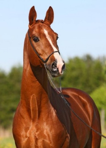Сфера применения тракененской породы лошадей