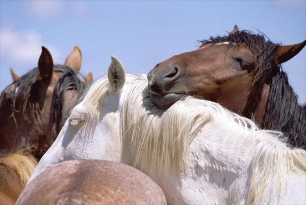 Как спят лошади? правда ли что кони спят стоя?