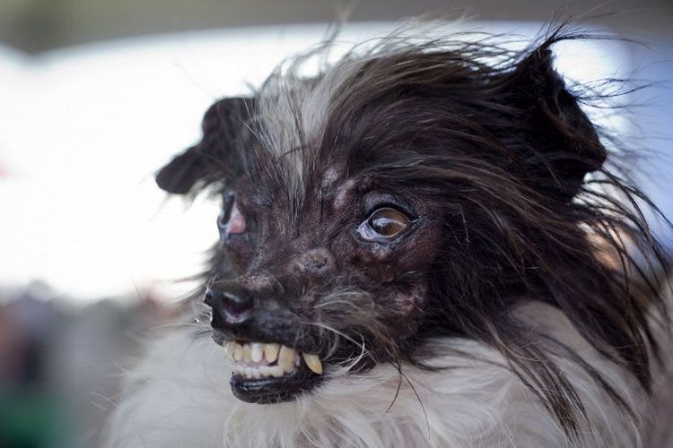 Названы топ-5 самых страшных собак в мире