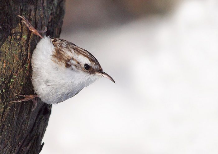Какие птицы зимуют в дельте волги?