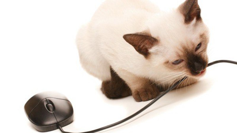 Кот грызет провода: что делать и как отучить