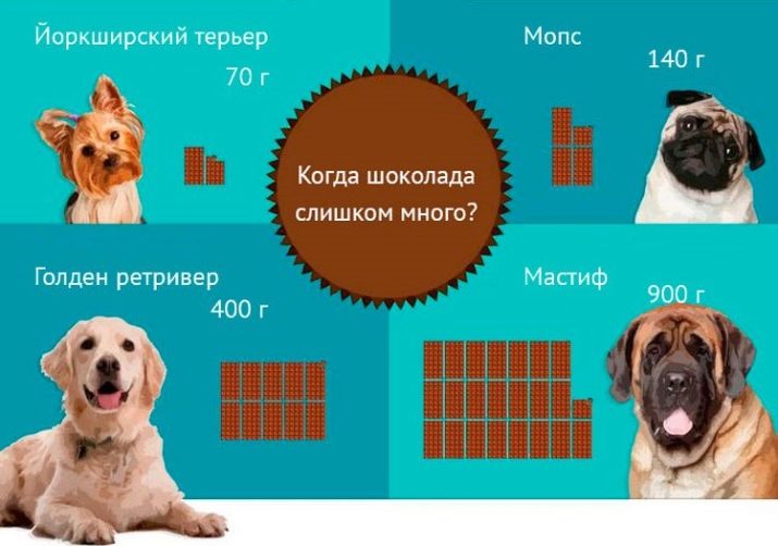 Почему собакам нельзя шоколад: что делать если съела