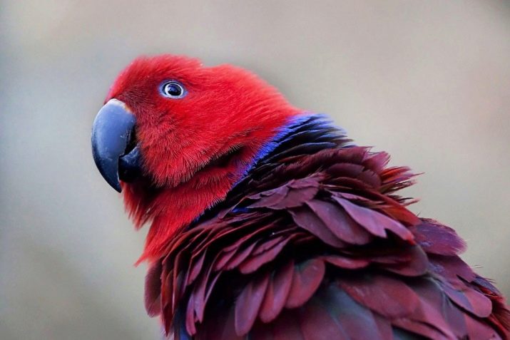 Популярные разновидности волнистых попугайчиков