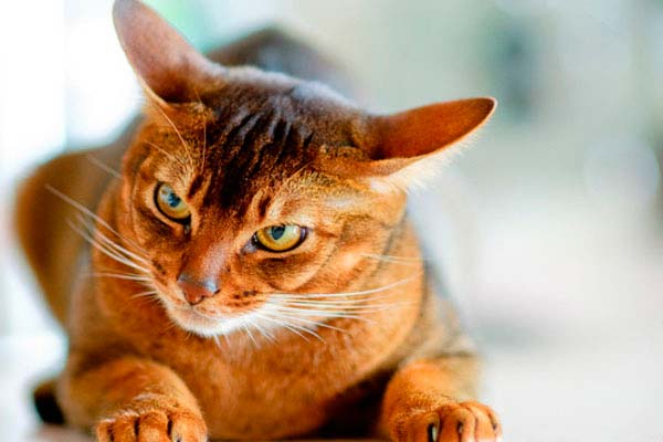 Топ-10 самых умных пород кошек в мире
