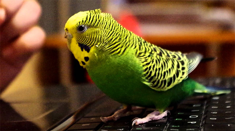 Все неизвестные факты о волнистых попугаях. что интересного в мире домашних птиц