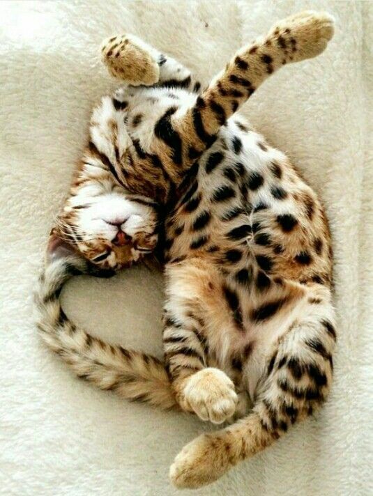 Леопардовая кошка