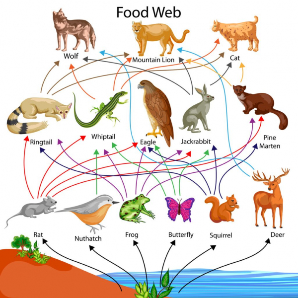  Пищевая цепь против пищевой сети - Пищевая сеть