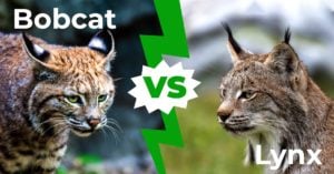 Bobcat vs Lynx: оценка четырехкратных отличий