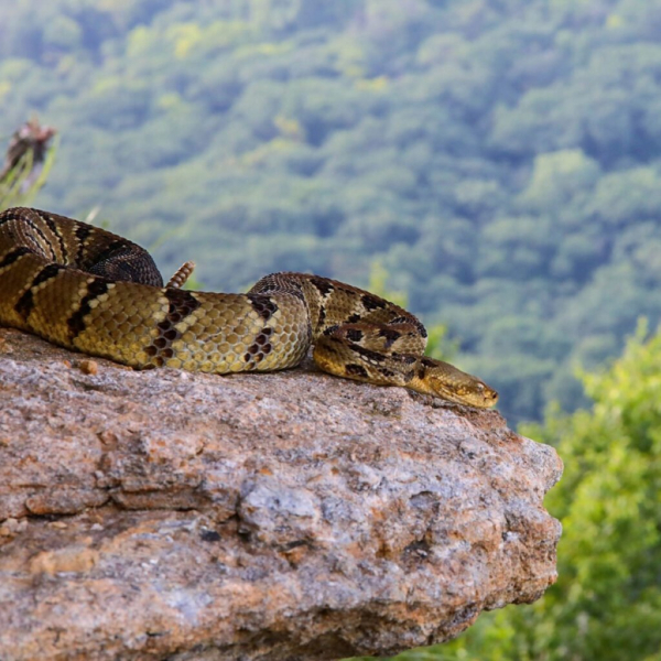 Timber Rattlesnake, свернувшись на камне