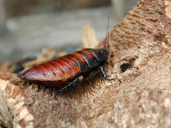 Мадагаскарский шипящий таракан в качестве домашнего питомца? (Руководство по увеличению и многое другое) - AZ Animals