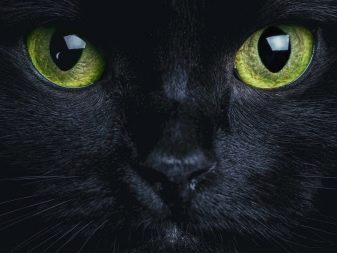 Какие породы кошек бывают черно-белого окраса, какое название носят такие коты?