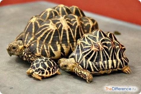 Домашние черепахи