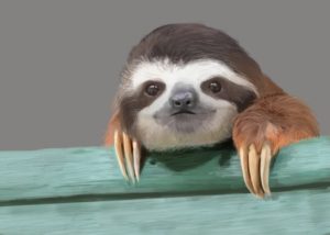 Животные ленивцы. почему их так называют?