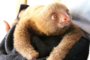 Животные ленивцы. почему их так называют?