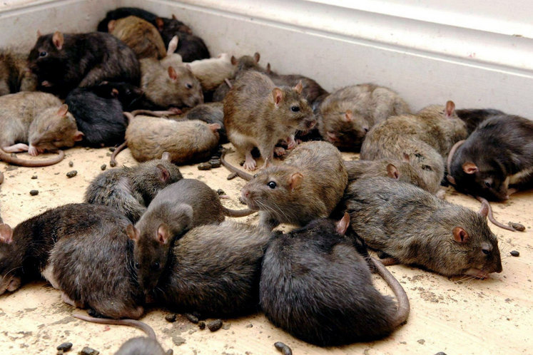 Отличия мыши от крысы: различия взрослых особей, мышонка и крысенка