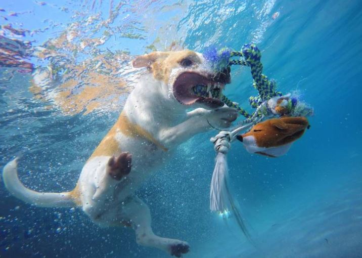 Может ли ваша собака плавать? почему некоторые породы собак не могут плавать - советы для домашних животных - 2020