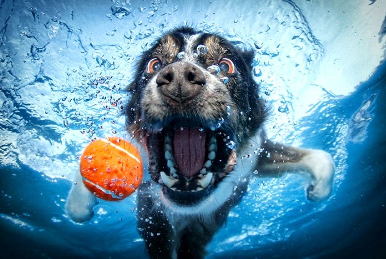 Может ли ваша собака плавать? почему некоторые породы собак не могут плавать - советы для домашних животных - 2020