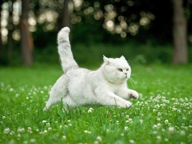 Белая кошка: обзор пород со снежным окрасом