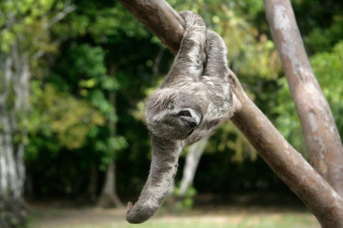Животные ленивцы. почему их так называют?