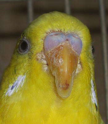 Всё о болезнях клюва у волнистых попугаев