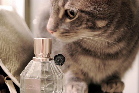 Все эти запахи отпугивают кошек и котов