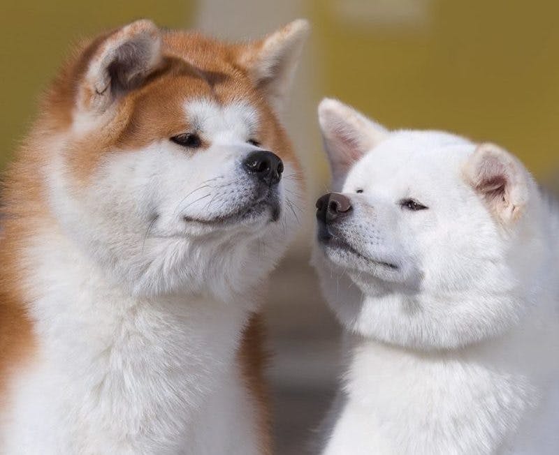 Порода собаки из фильма "хатико": фото и название, описание характера