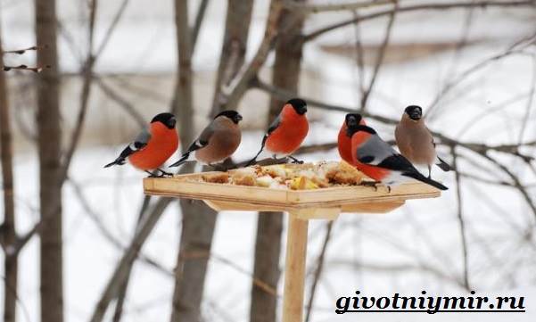 Чем можно кормить птиц зимой?
