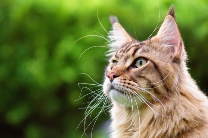 Средняя продолжительность жизни котов и кошек: как сделать питомца долгожителем