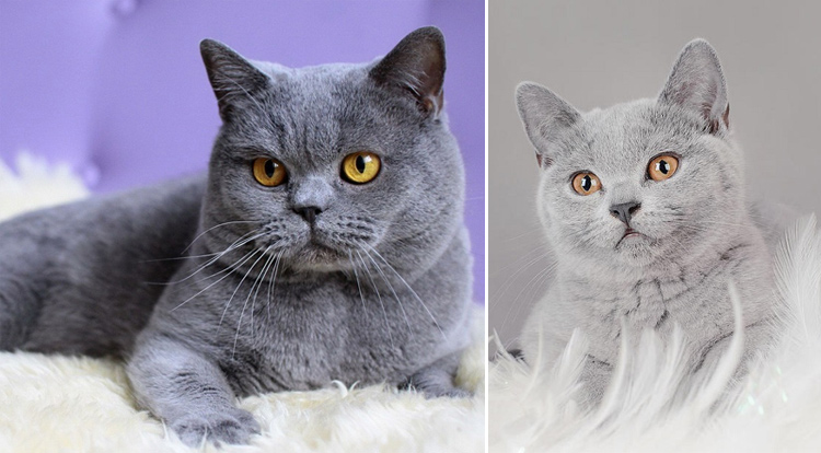 Кошки с большими ушами и вытянутой мордой: фото, названия пород