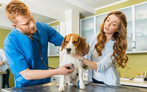 Помощь собаке в жару: основные правила и важные рекомендации