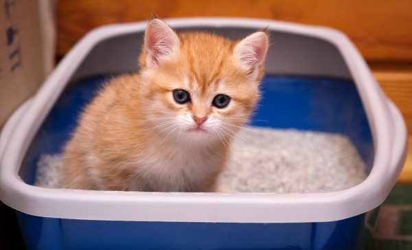 Как в домашних условиях ухаживать за котенком, когда его можно купать в первый раз, что с ним надо делать?