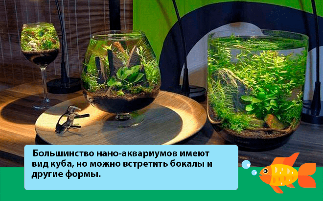 Нано аквариум и все что необходимо о нем знать