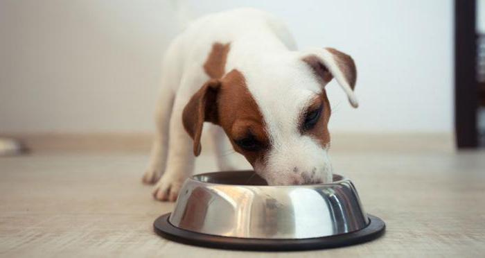 Почему щенок не хочет есть корм?