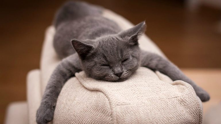 Видеть во сне котят: что значит по соннику?