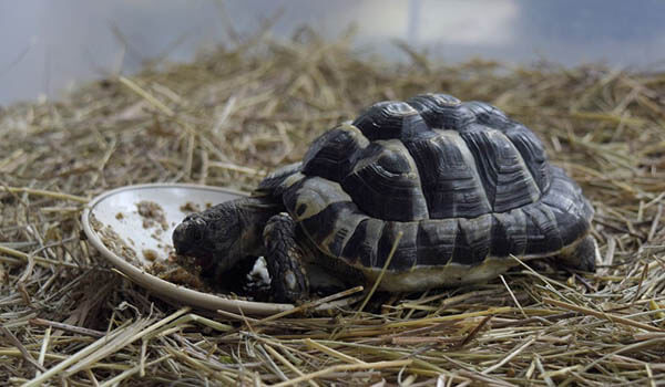 Красноухая черепаха в домашних условиях: содержание, кормление и уход