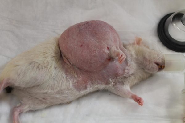 Болезни домашних крыс симптомы и лечение