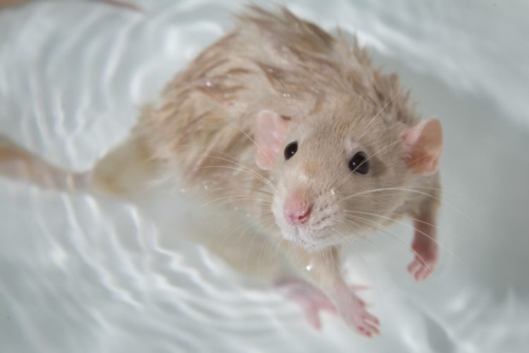 Необычная и загадочная лысая крыса «сфинкс»