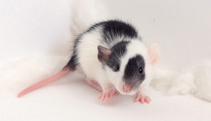 Декоративная крыса дамбо: описание различных пород и особенности ухода