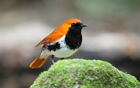 Малиновка - птица наших лесов. размножение и особенности поведения