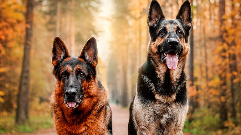Собаки, выведенные в германии: названия, фотографии и краткое описание немецких пород