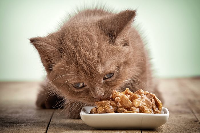 Стоит ли смешивать сухой корм и мясо для кошек?