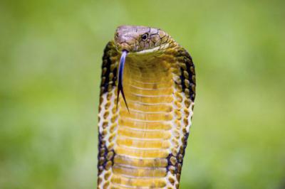 Размножение змей