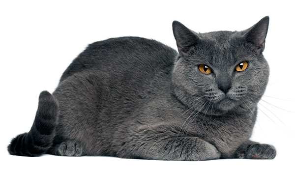 Картезианская кошка (кошка породы шартрез)