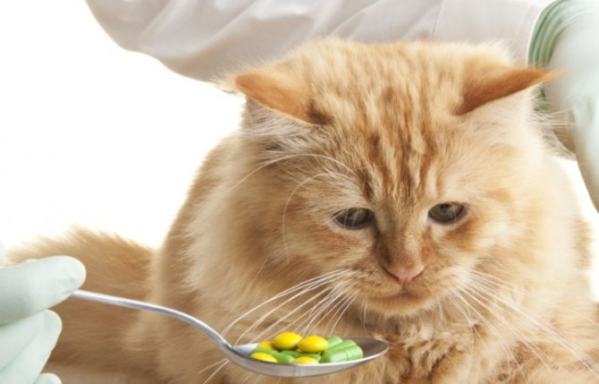 Как дать кошке таблетку или жидкое лекарство?