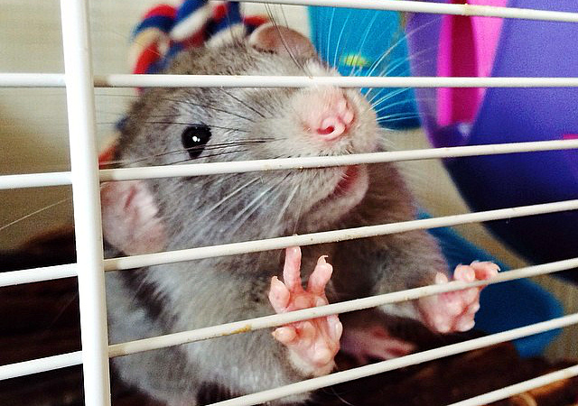 Купание крыс в домашних условиях: как не навредить питомцу, порядок проведения процедуры