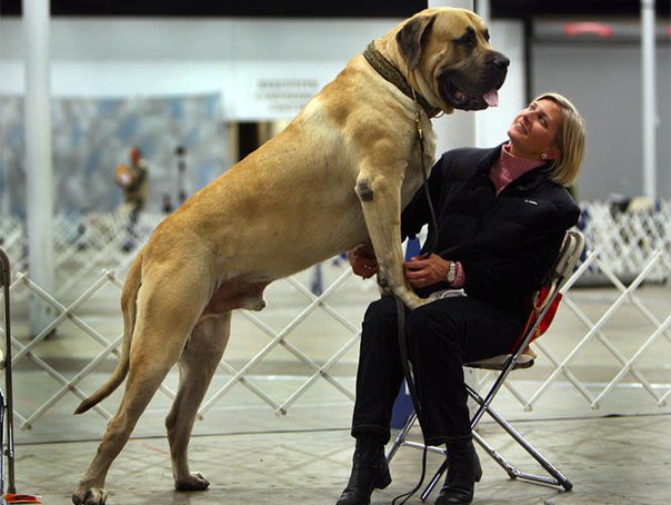 Интересные факты о собаках: 55 удивительных фактов из жизни собак