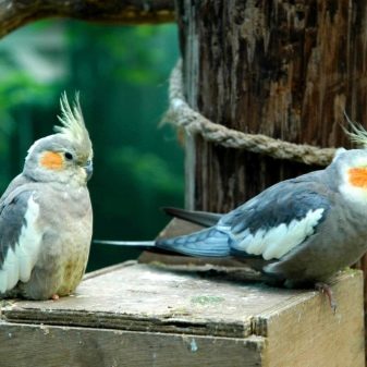 Правильные имена для волнистых попугаев мальчиков и девочек